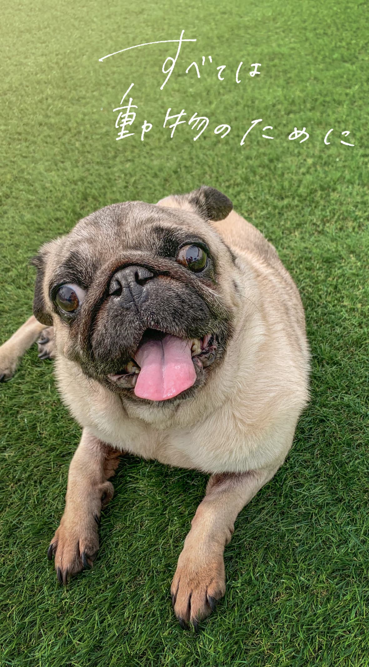 松山 ほうじょう動物クリニック