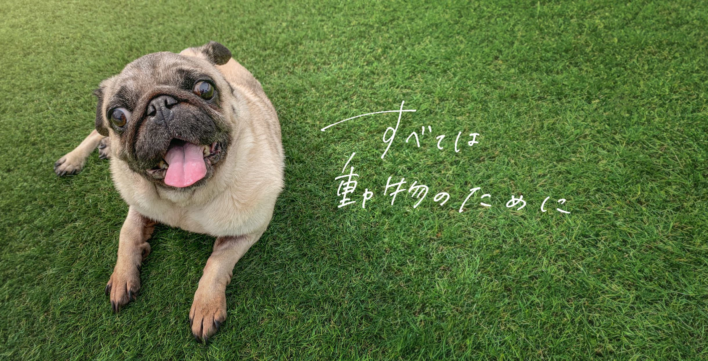 松山 ほうじょう動物クリニック