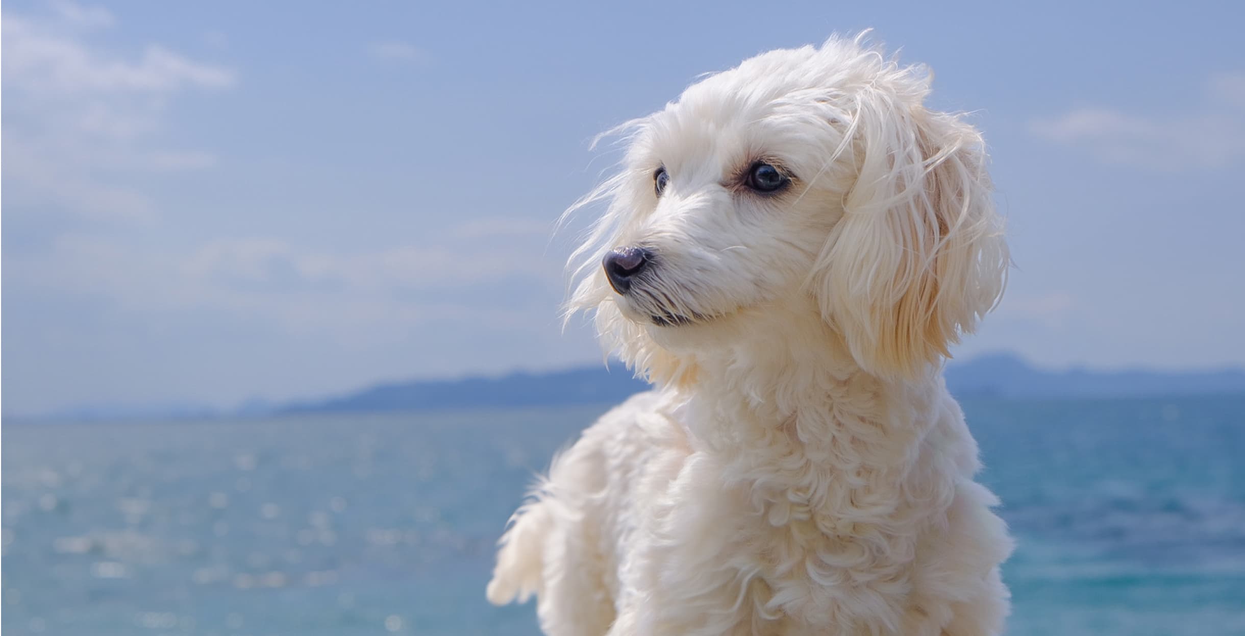 松山 ほうじょう動物クリニック