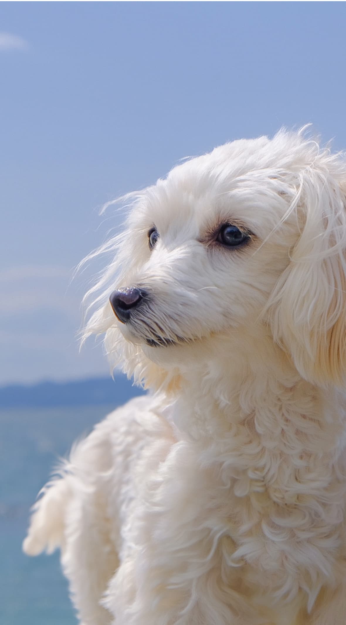 松山 ほうじょう動物クリニック