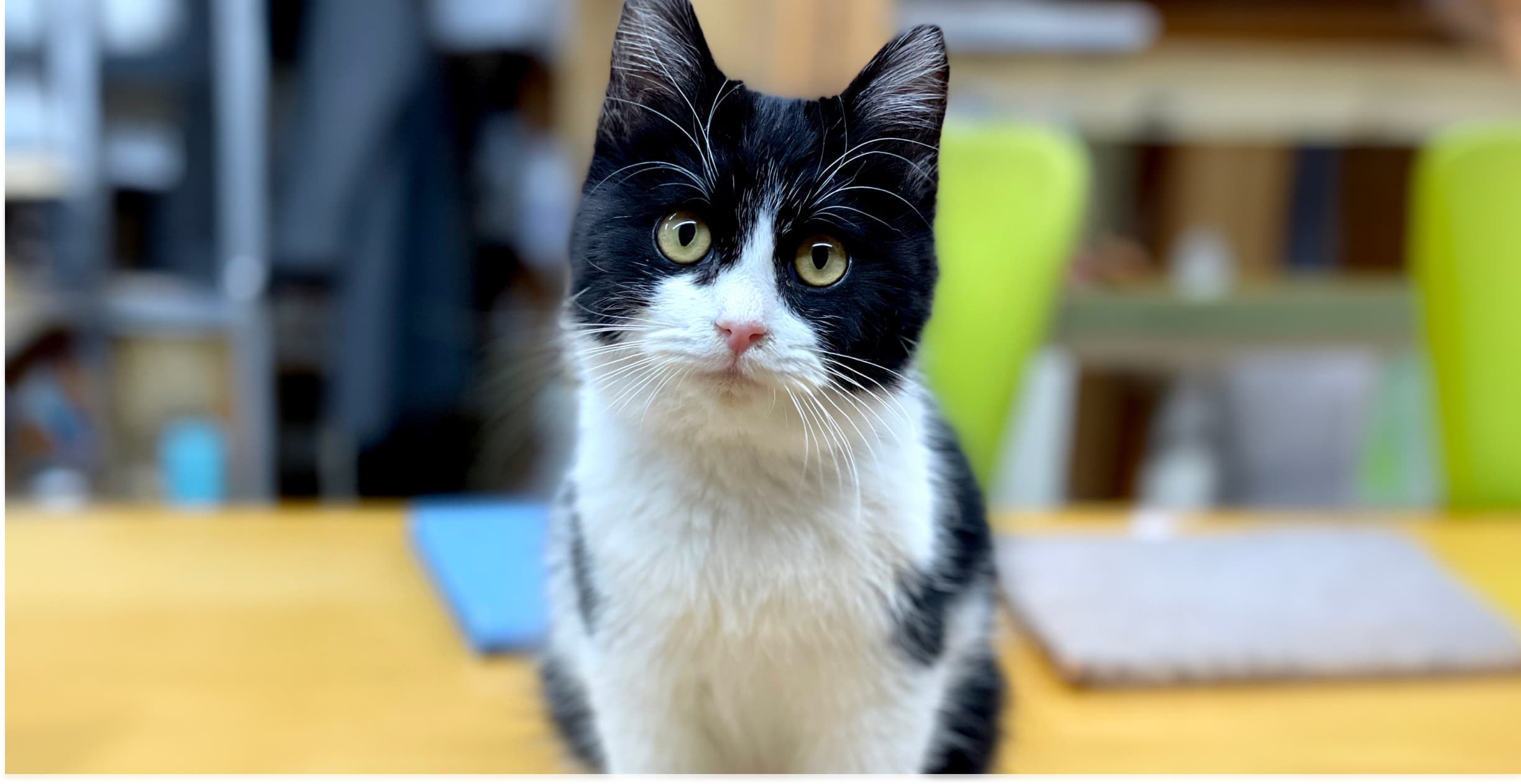 松山 ほうじょう動物クリニック