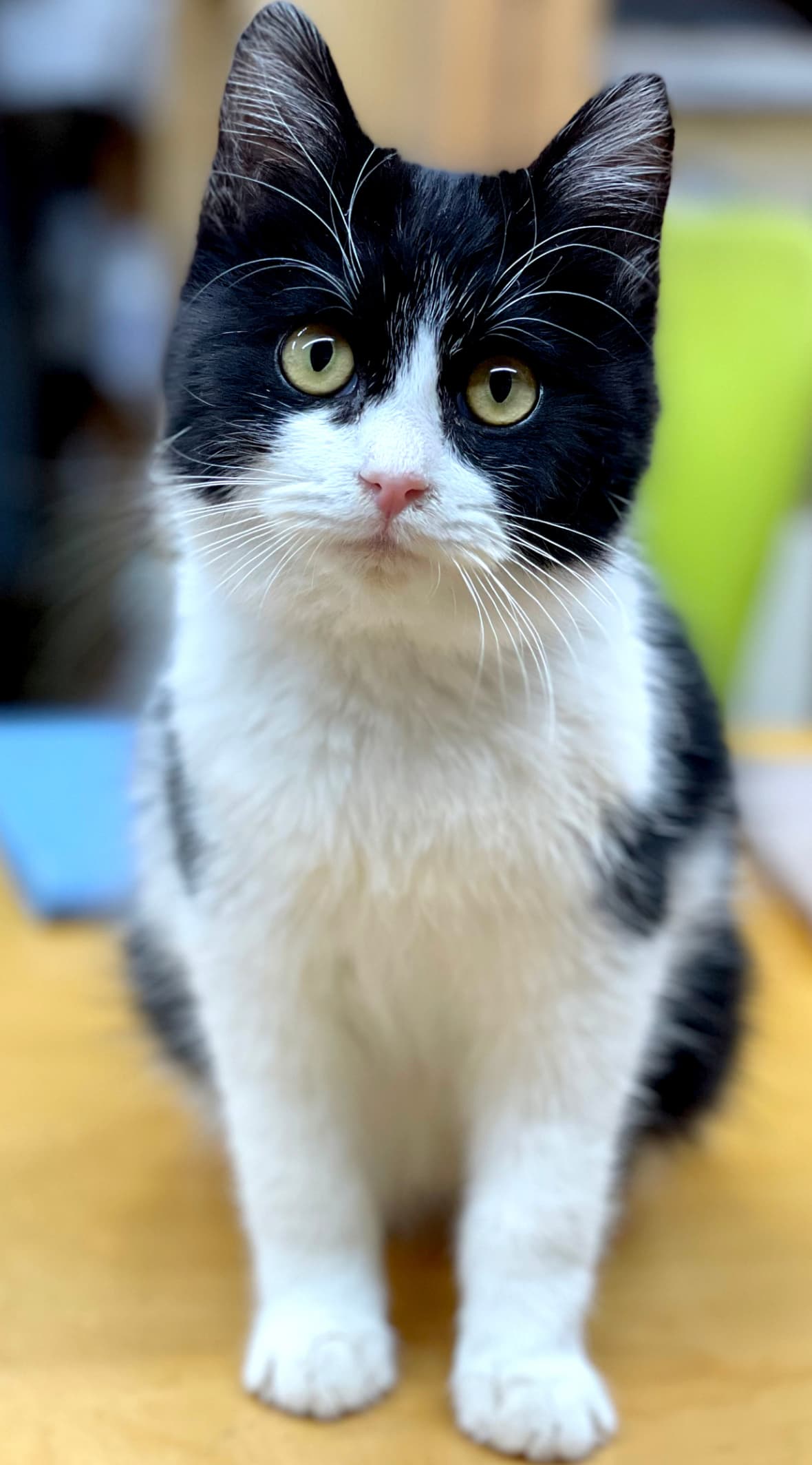 松山 ほうじょう動物クリニック