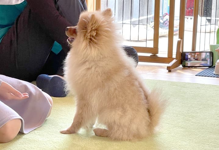 パピくら。