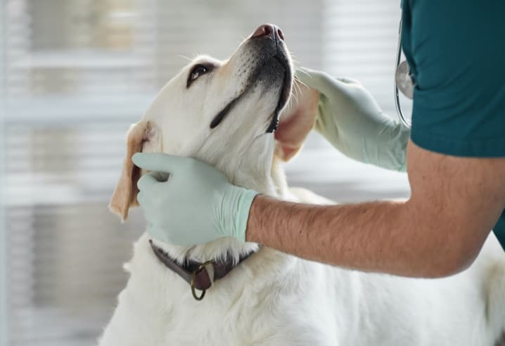 ノミ・ダニ・フィラリア